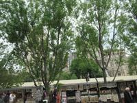 Paris-Les bouquinistes des quais- Die Buchhändler  