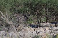 Okanjati Game Reserve - Bergzebras