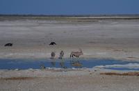 Etosha Nationalpark