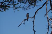 Etosha Nationalpark - Ovambo Sperber