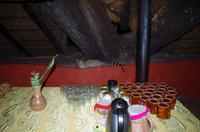 N`Kwazi Lodge - Ginsterkatze