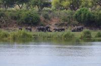 Am Ufer des Kavangos