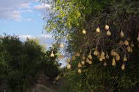 Bootsfahrt auf dem Kavango