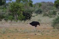 Mahango Nationalpark - Strauß