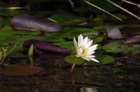 Bootsfahrt auf dem Kwando - Waterlily