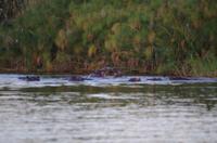 Bootsfahrt auf dem Kwando - Hippo-Pool