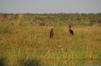 Bootsfahrt auf dem Chobe - Klaffschnabel