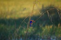 Bootsfahrt auf dem Chobe - Kingfisher