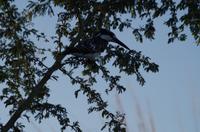 Bootsfahrt auf dem Chobe - Graufischer