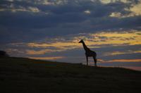 Sundowner auf dem Chobe