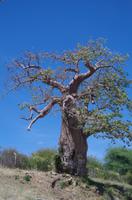 Botswana - Baobab