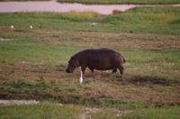 Botswana - Pirschfahrt im Chobe Nationalpark