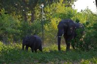 Botswana - Pirschfahrt im Chobe Nationalpark - Elefanten von rechts