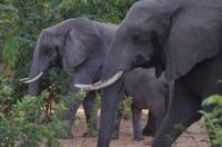 Botswana - Pirschfahrt im Chobe Nationalpark