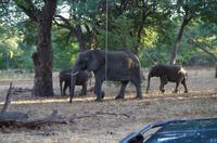 Botswana - Pirschfahrt im Chobe Nationalpark