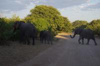 Botswana - Pirschfahrt im Chobe Nationalpark