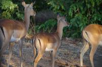 Botswana - Pirschfahrt im Chobe Nationalpark - Impala