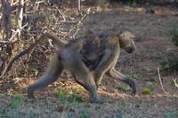 Botswana - Pirschfahrt im Chobe Nationalpark