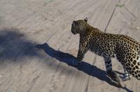 Botswana - Pirschfahrt im Chobe Nationalpark - Leopard