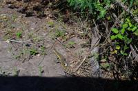 Chobe Nationalpark - Wasserwaran