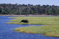 Bootsfahrt auf dem Chobe