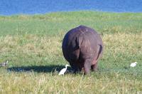 Bootsfahrt auf dem Chobe 