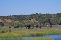 Bootsfahrt auf dem Chobe 
