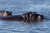 Bootsfahrt auf dem Chobe 
