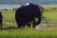 Bootsfahrt auf dem Chobe 