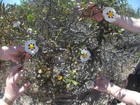 Zistrose mit 6 Blüten