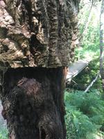 Rinde einer Korkeiche