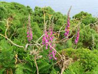 Jersey, Küstenwanderung vom Grosnez Castle zum Devil's Hole