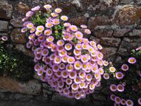 Jersey, Mauerblümchen