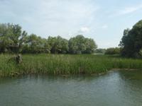 Rumänien Mai 2019 - Donaudelta - grüne Idylle