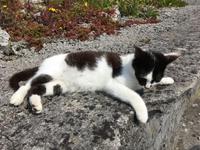 Ausflug auf die Aran Islands