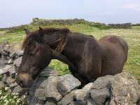 Ausflug auf die Aran Islands
