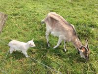 Ausflug auf die Aran Islands