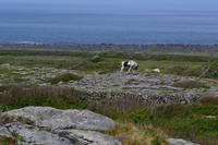 Ausflug auf die Aran Islands