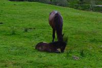 Wanderung im Connemara-Nationalpark