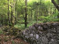 Wanderung im Coole Park