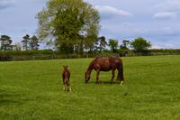 Besichtigung des Nationalgestüts in Kildare