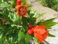 Rundreise Israel - Zippori