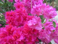 Rundreise Israel - Kibbuz Ein Gedi