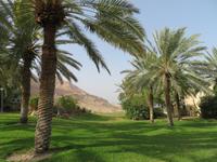 Rundreise Israel - Kibbuz Ein Gedi