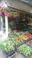 Für den Balkon noch ein paar Blumen? Markt von Split