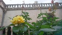 Rose im Klostergarten
