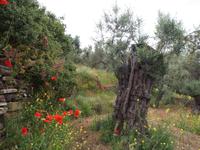 Inselrundfahrt Naxos