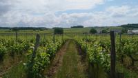 Weinberge bei Saumur
