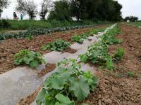 Melonen-Felder auf dem Weg nach Schachrisabs