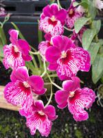 Orchideen-Gärtnerei